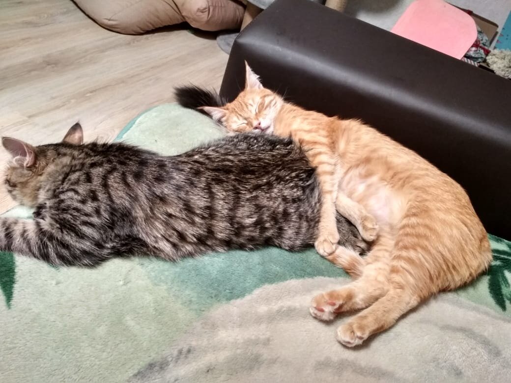 Рыжуля и Няшик