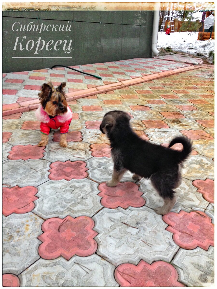 Знакомство Бони и Пирата 