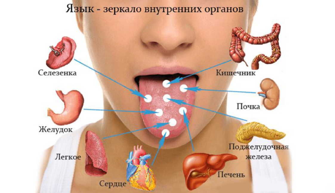 Карта языка человека по органам