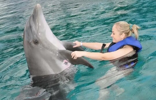 Обычное поведение дельфинов