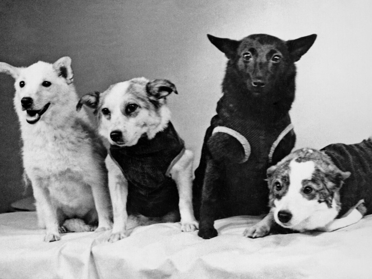                              Собаки - космонавты  (Белка, Звёздочка, Чернушка и Стрелка)