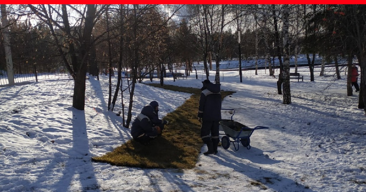 Фото из  открытого   доступа. ПАРК  ПЕРВОМАЙСКИЙ,   УКЛАДКА   РУЛОННОГО  ГАЗОНА   НА   СНЕГ  14.11.2020  г. УФА