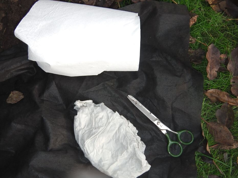 Комок бумаги для укоренения. Фото автора 