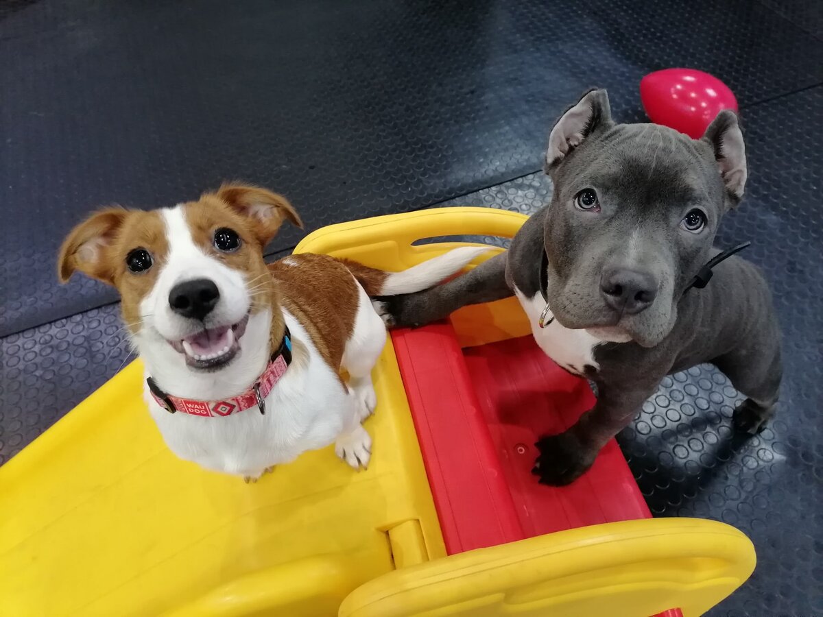 "Детский сад" в Догги-центре