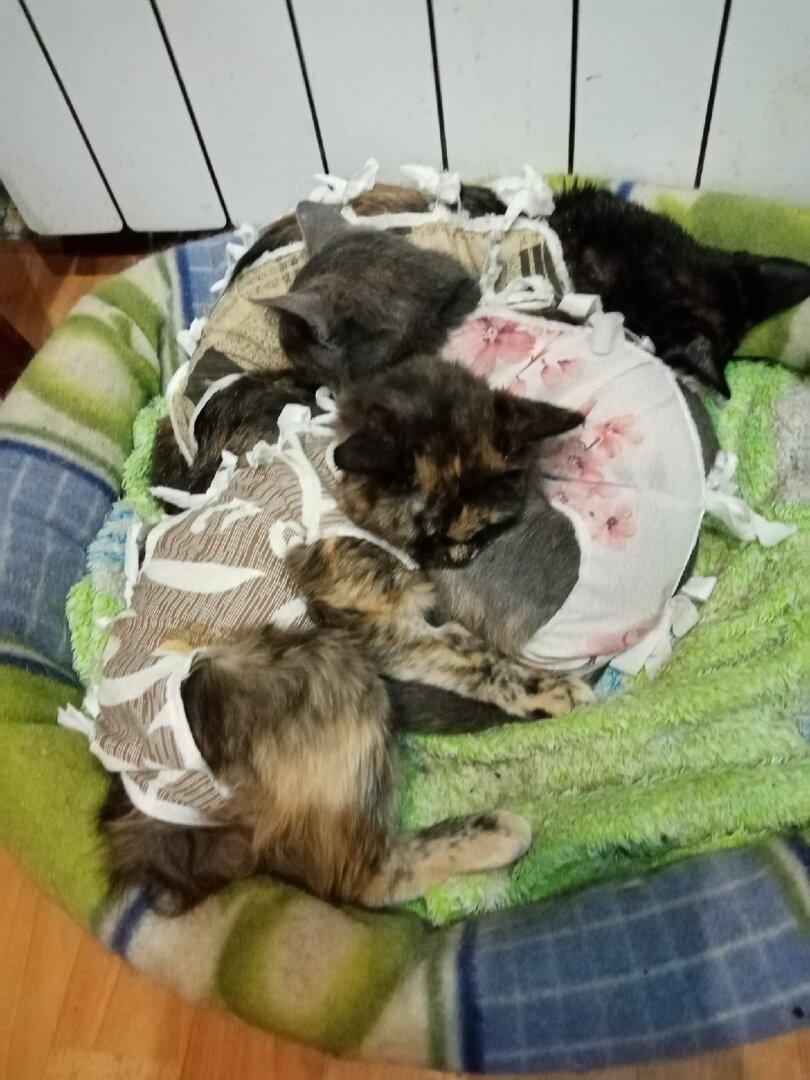 Черепашки дома. 