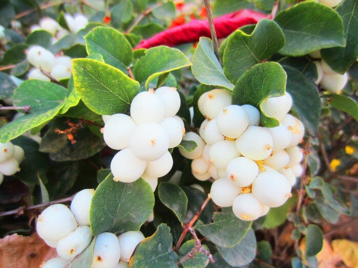 Снежноягодник, снежник, снежная ягода, волчья ягода — этот красивый кустарник называют по-разному из-за его ягод яркого белого цвета.