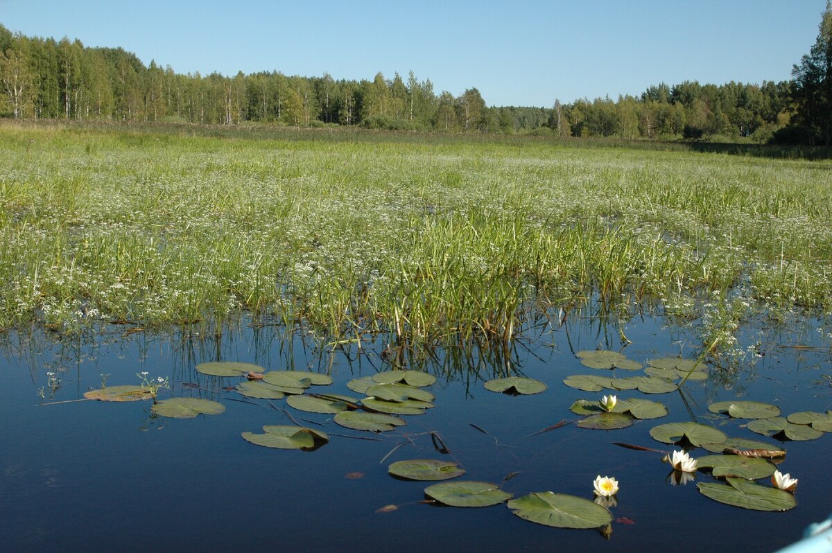 Болотистый участок. Заболоченная старица реки. Мелиорация болотистого участка. Болотистый участок. Болото на участке.