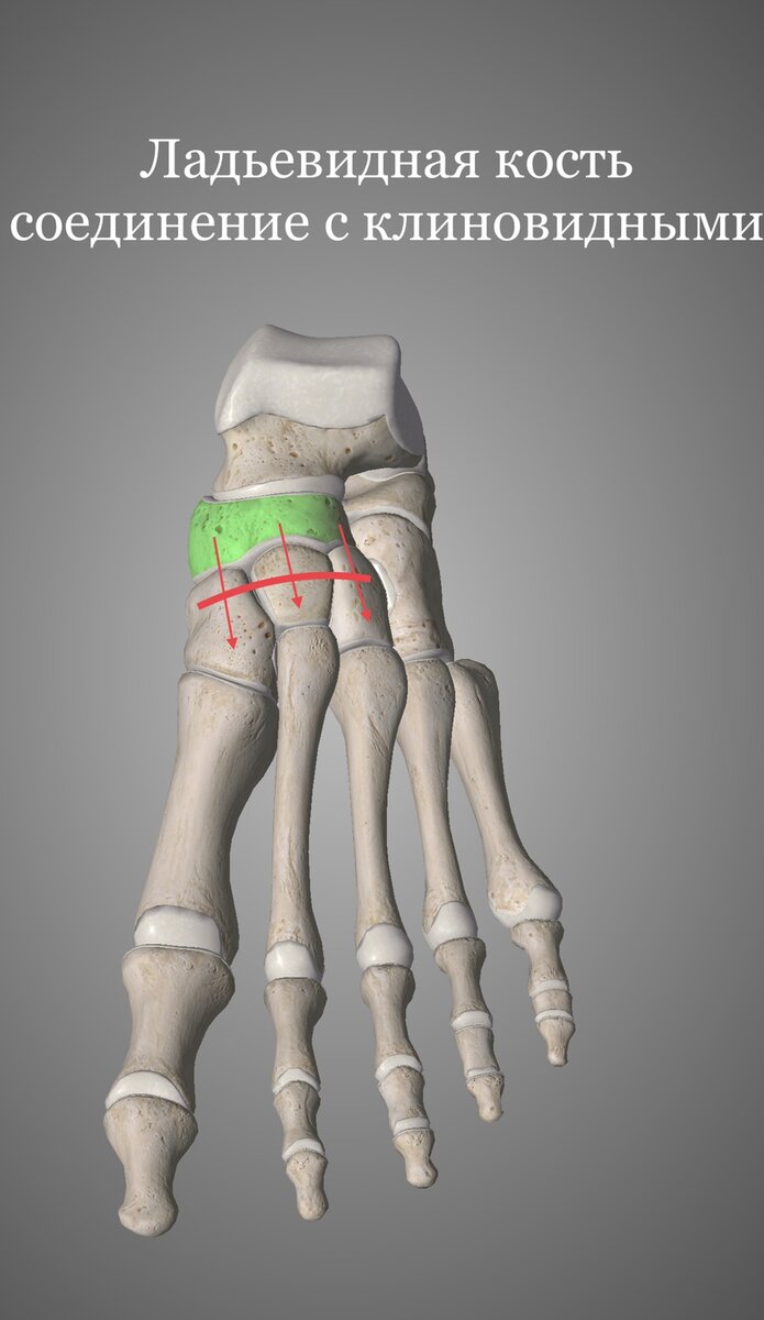 Кубовидной кости. Кубовидная кость. Анатомия кубовидной кости стопы. Клиновидная и кубовидная кость. Кубовидная кость стопы анатомия.