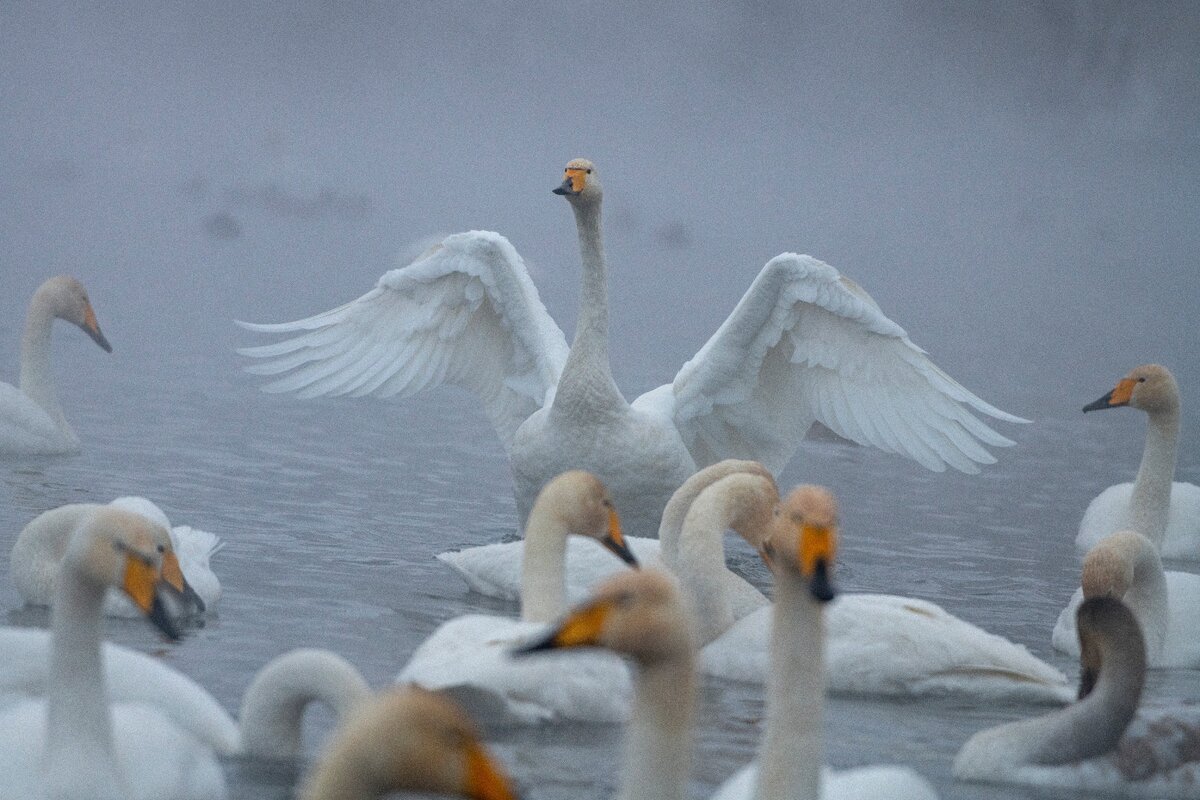 Разве не красавец? Поставьте ему лайк в конце статьи!!!