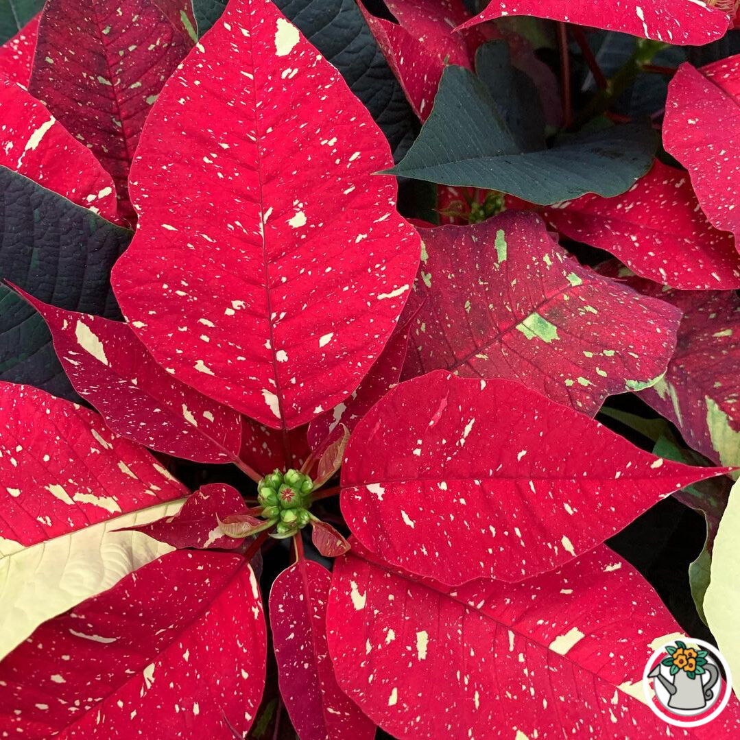 Пуансеттия