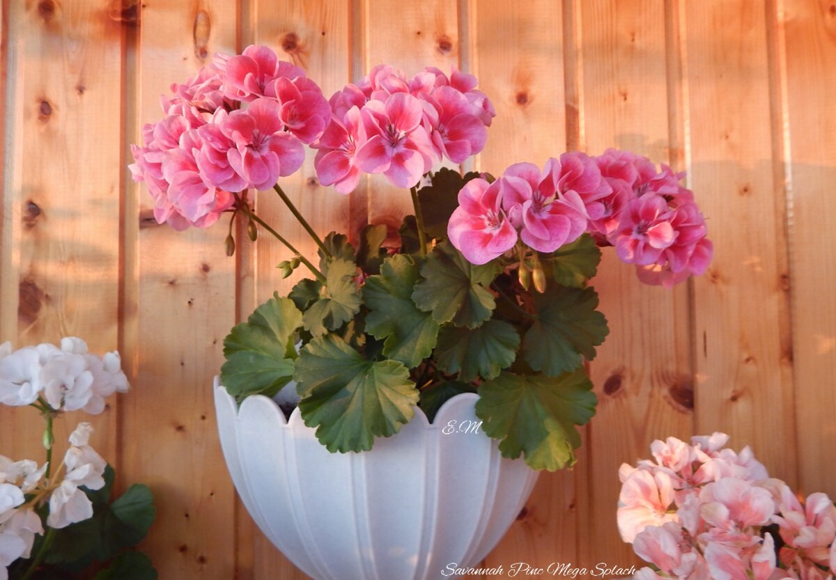 Savannah Pink Mega Splash' 