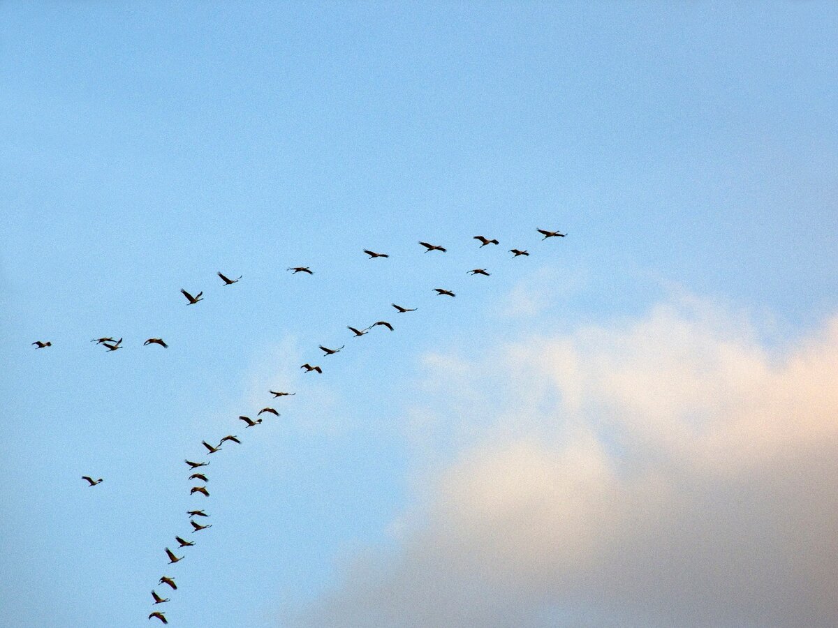 Перелёт птиц.