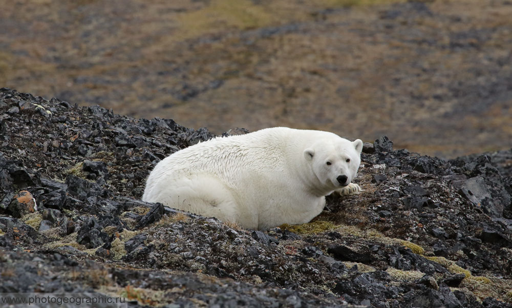 Белый медведь на Таймыре. Арктический заповедник Таймыр. Таймырский заповедник белый медведь. Арктические пустыни Таймыр. Какие медведи в тундре