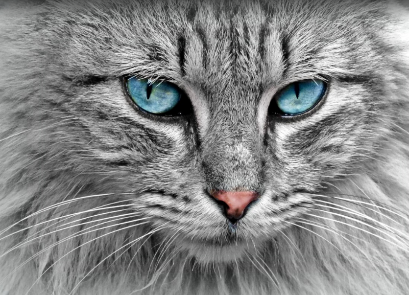 фото из открытого источника