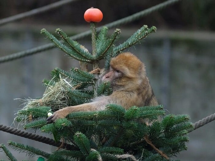 Берберская обезьяна (Macaca sylvanus) с удовольствием лакомится разыскиваемыми на елке фруктами (Источник: insider.com)