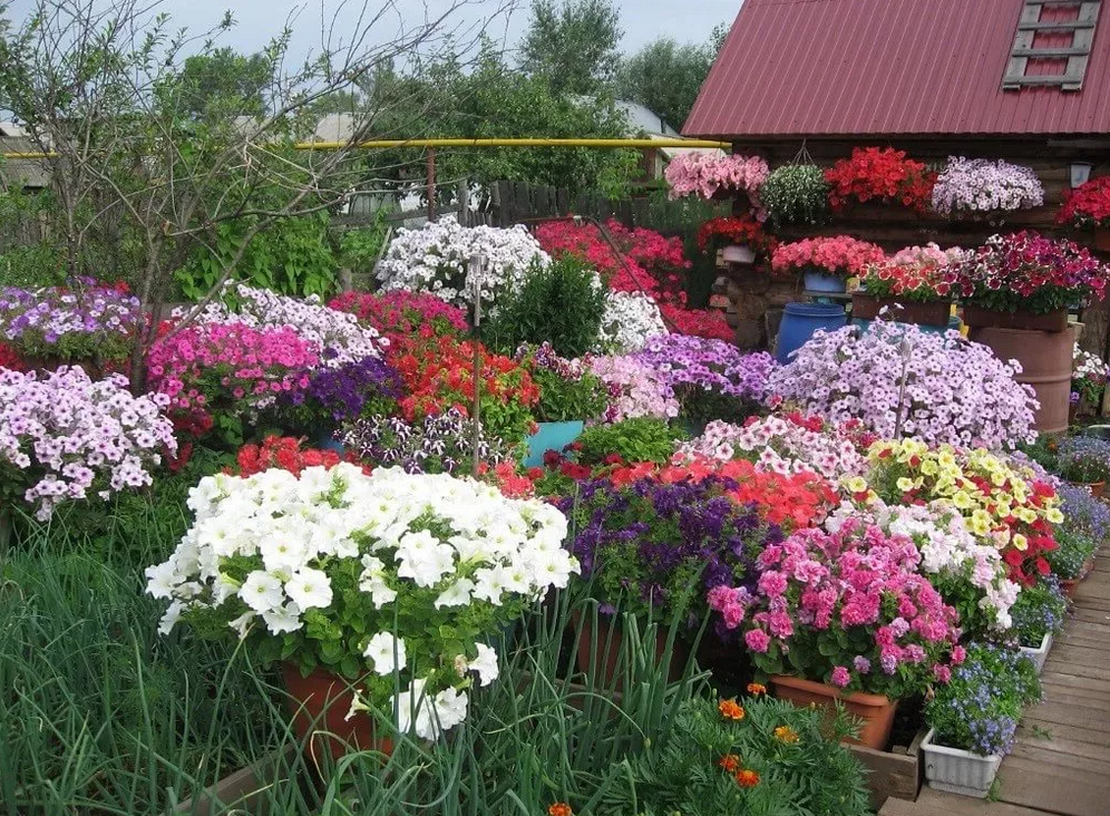 Вот они - островки из петунии!