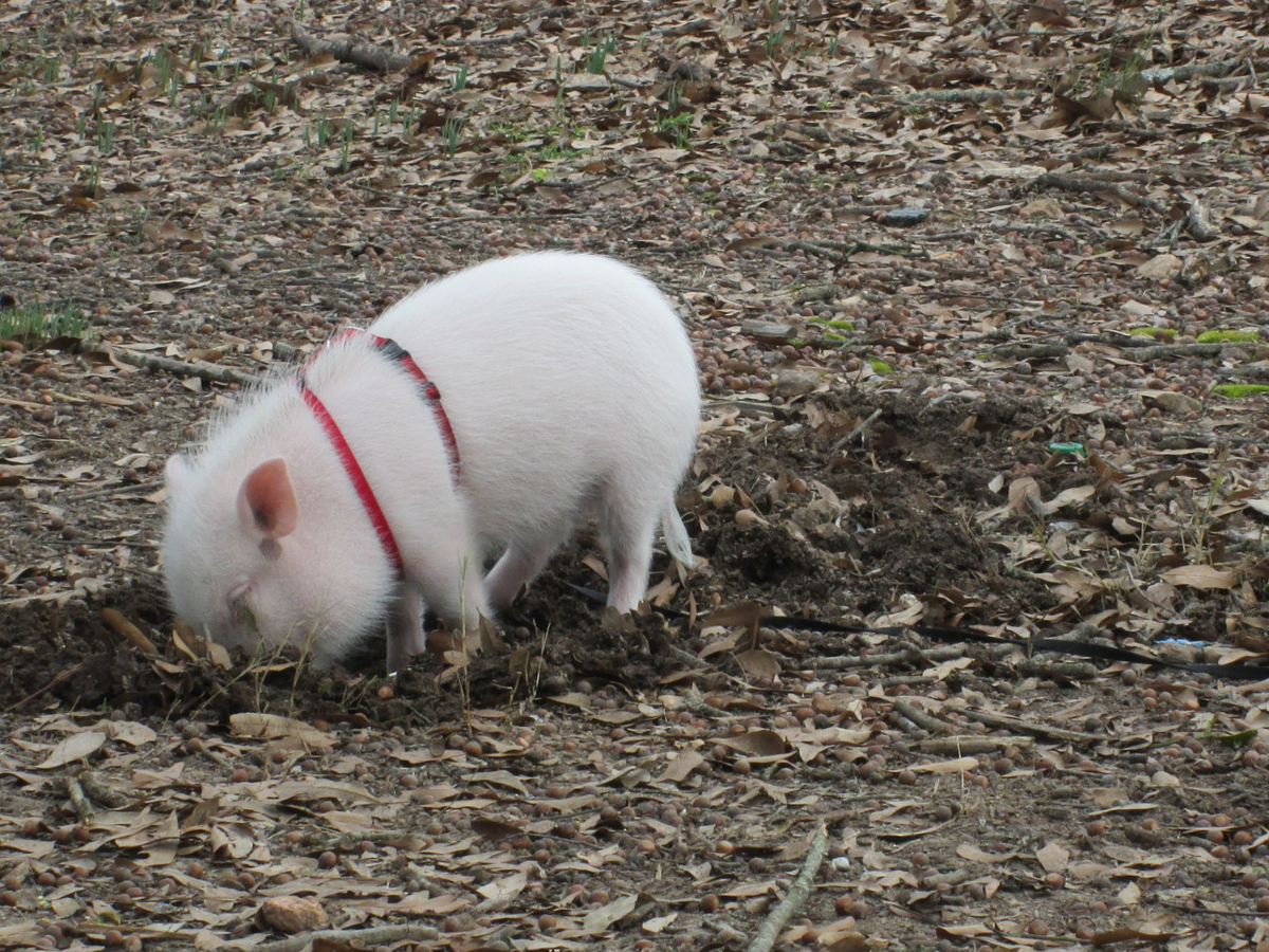 Свинья роет. Свиньи которые ищут трюфели.