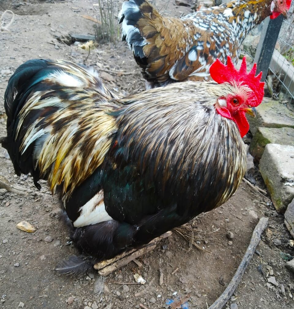 Страшный петух бегал за мной по двору, махал крыльями и, как мне казалось, хотел клюнуть в глаз... Это, конечно, не тот петух, но петухов с тех пор я побаиваюсь.