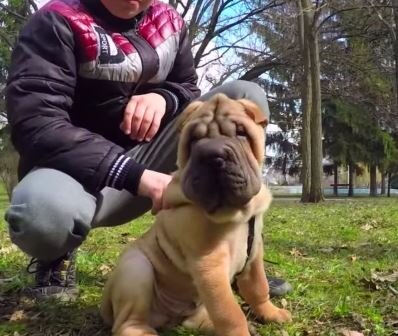 Собака породы шарпей