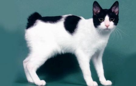 Кошка породы японский бобтейл