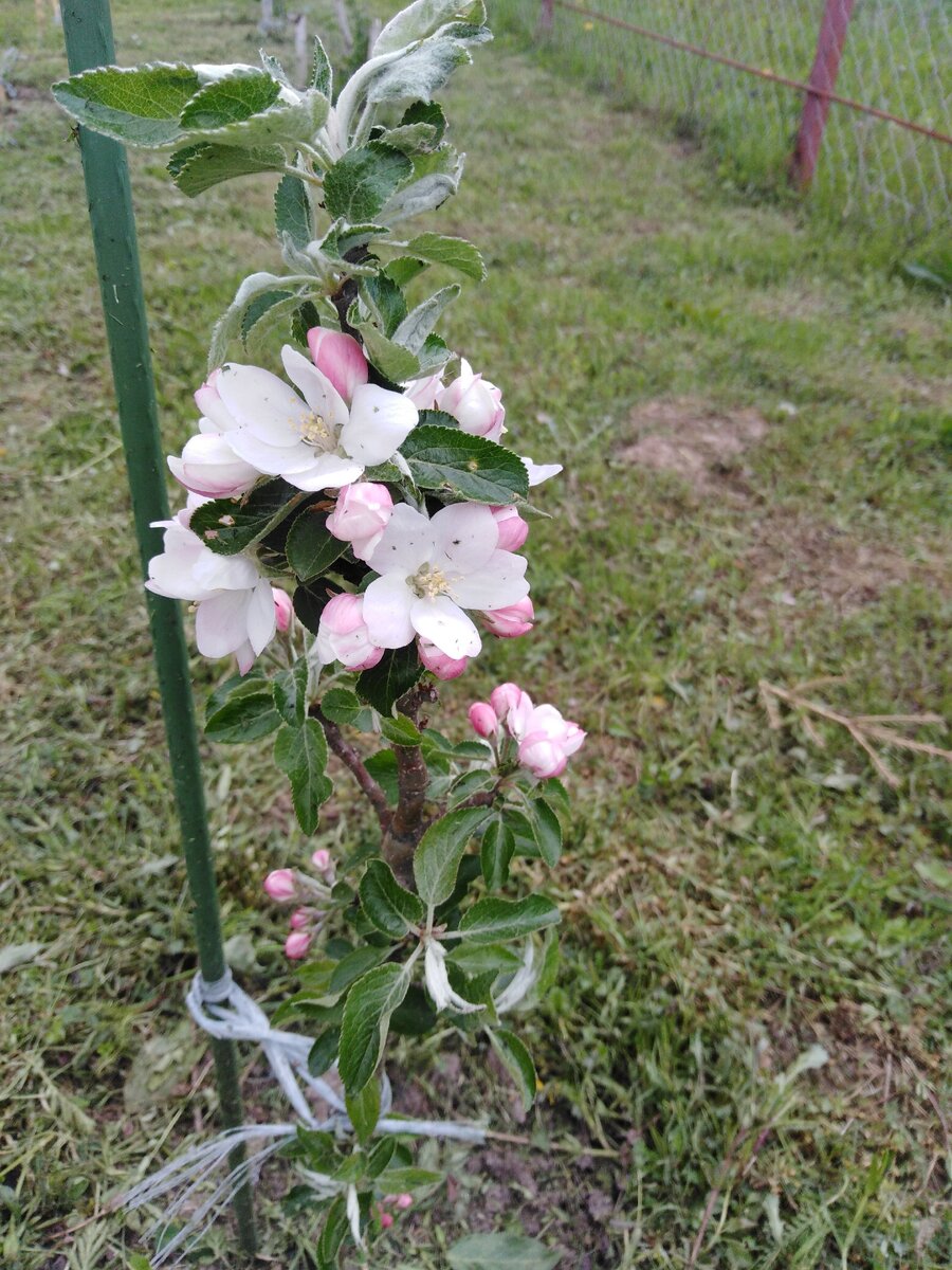 наше маленькое чудо: колонновидная яблонька. Здесь ей уже два годика. Фото автора.