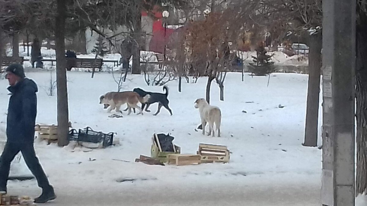 Свора бродячих собак у 