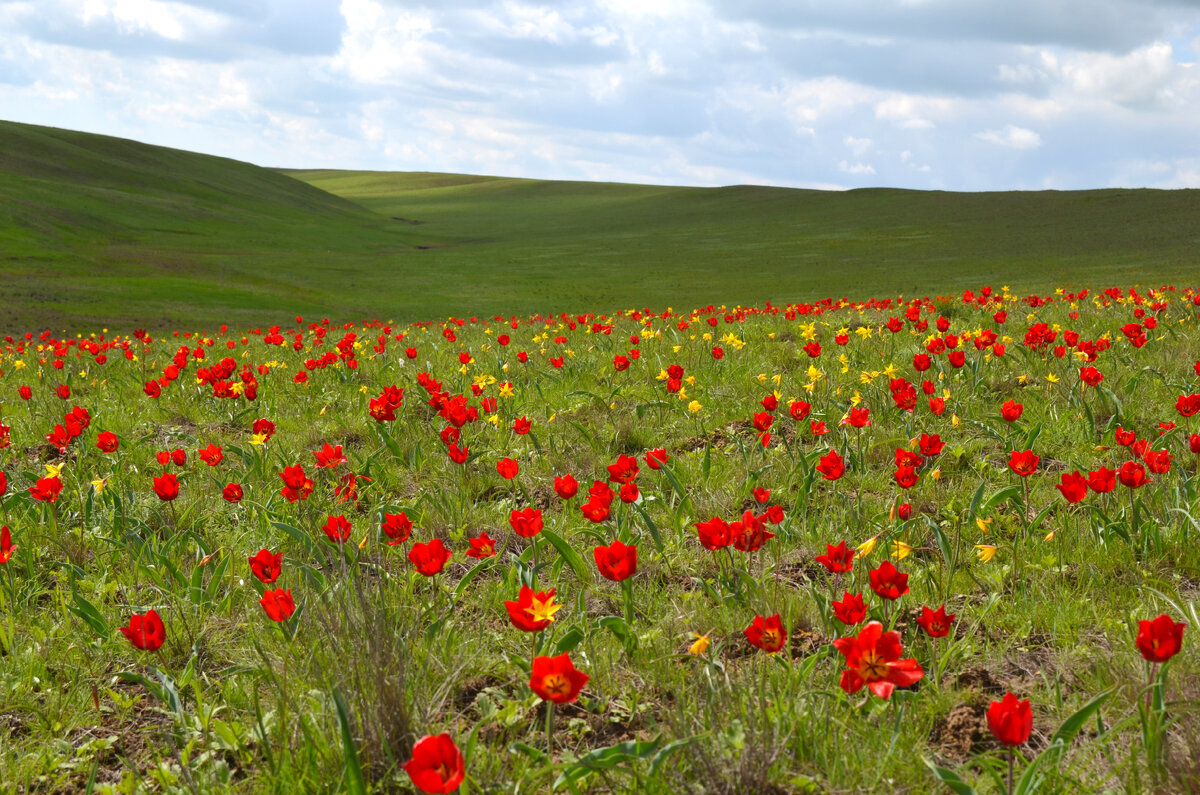 Тюльпан Шренка в Калмыкии