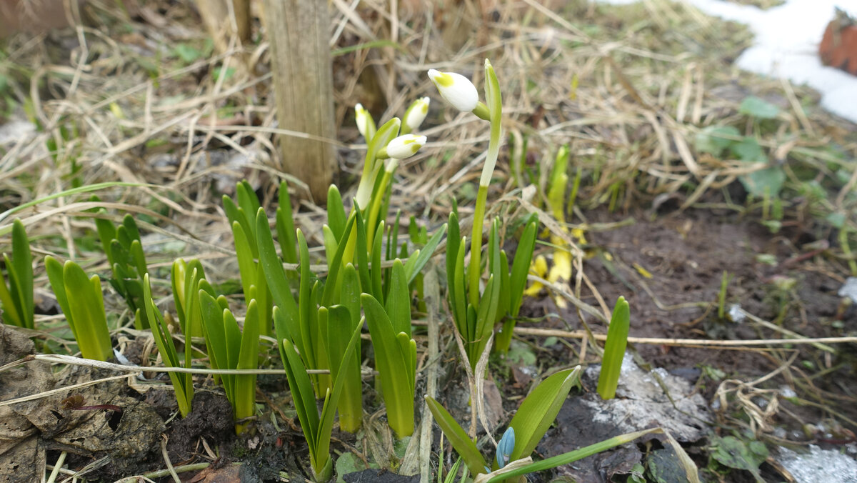 4 апреля 2021 года. Проклюнулся белоцветник весенний и пролески