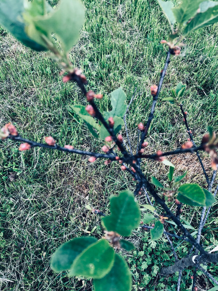 На вишнях этой весной было достаточно много почек. Везде фото автора. 