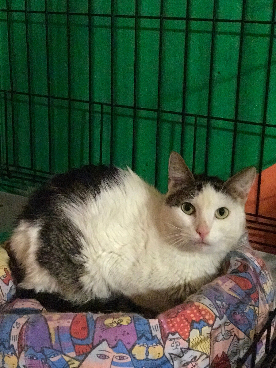 Я вам все ещё выскажу... Лакки