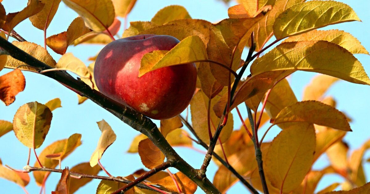 Осенний сад яблоки. Осенняя яблоня. Осень яблоки. Лист яблока. Осенние яблоки на ветке.