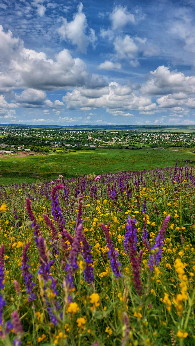 Цветущие луга за селом