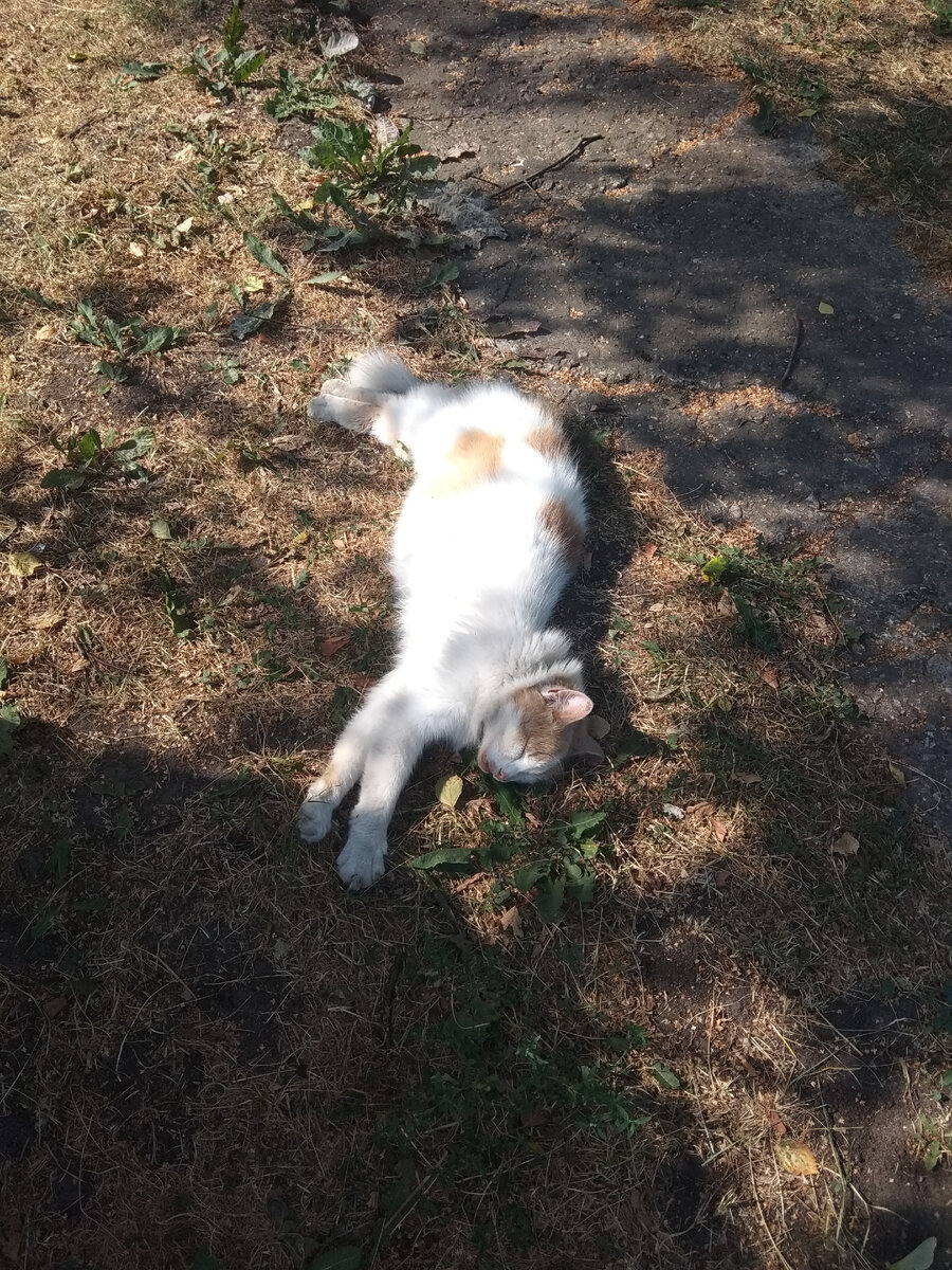 Ходят тут всякие, спать мешают...  (здесь и далее- фото автора)