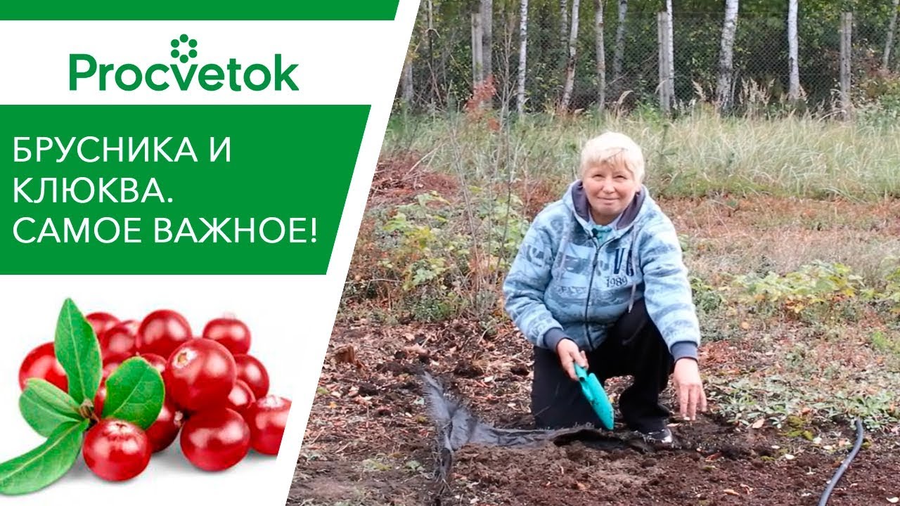 Клюква и брусника на вашем участке! Посадка, уход, рецепты.