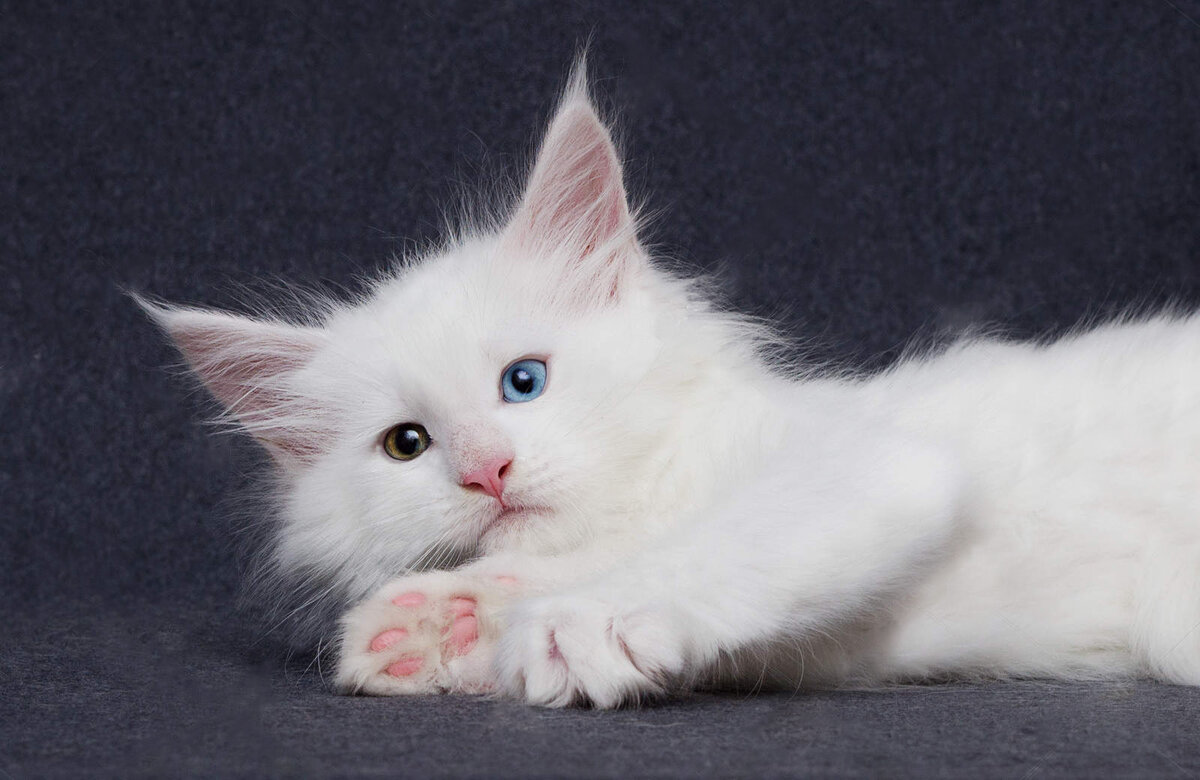 Белый Мейн кун с разными глазами котенок туловище. МЕЙНКУНОМАНИЯ. Вязка двух белых Мейн кунов котята. Сколько стоит нежный