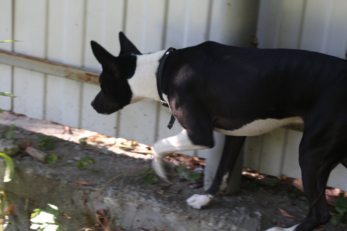 Снисходительно слушает возмущенные вопли соседской собаки. 