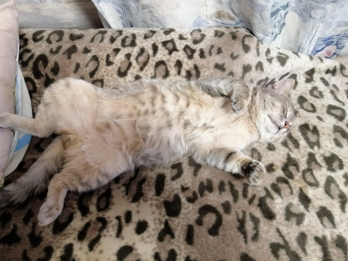 Вот это Жорик! Освоился, почувствовал себя дома, с новыми хозяевами...