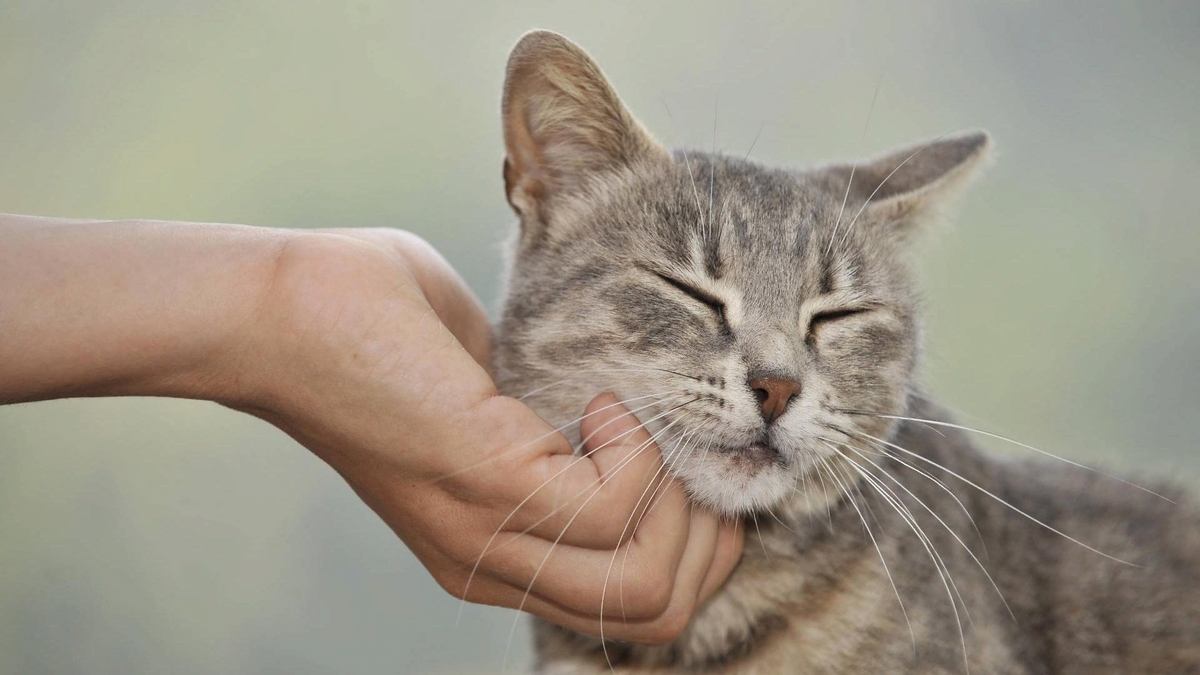 😻Что происходит в организме человека, который часто гладит кошку | Нос,  хвост, лапы | Дзен