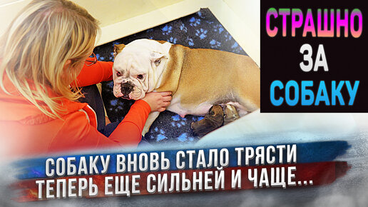 Нам страшно за собаку! Её вновь трясет! Теперь еще сильней.