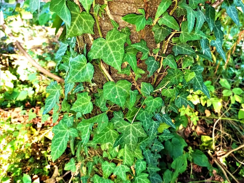 увядшая роза зед. необычные цветы. румскулла дуб. некрасивый стебель. дудник болотный.