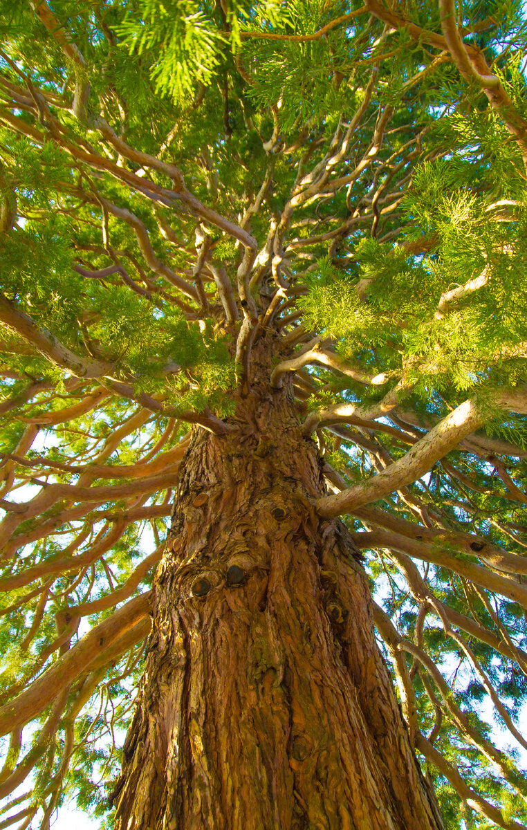 это дерево по-моему было высотой с 4х этажный дом