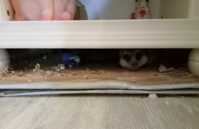 Тумбочка, сурикат, картон, пелёнка, ламинат. А вы видите суриката?