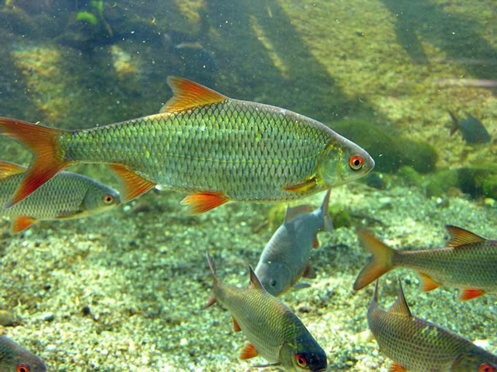 Фото с сайта: https://avatars.mds.yandex.net