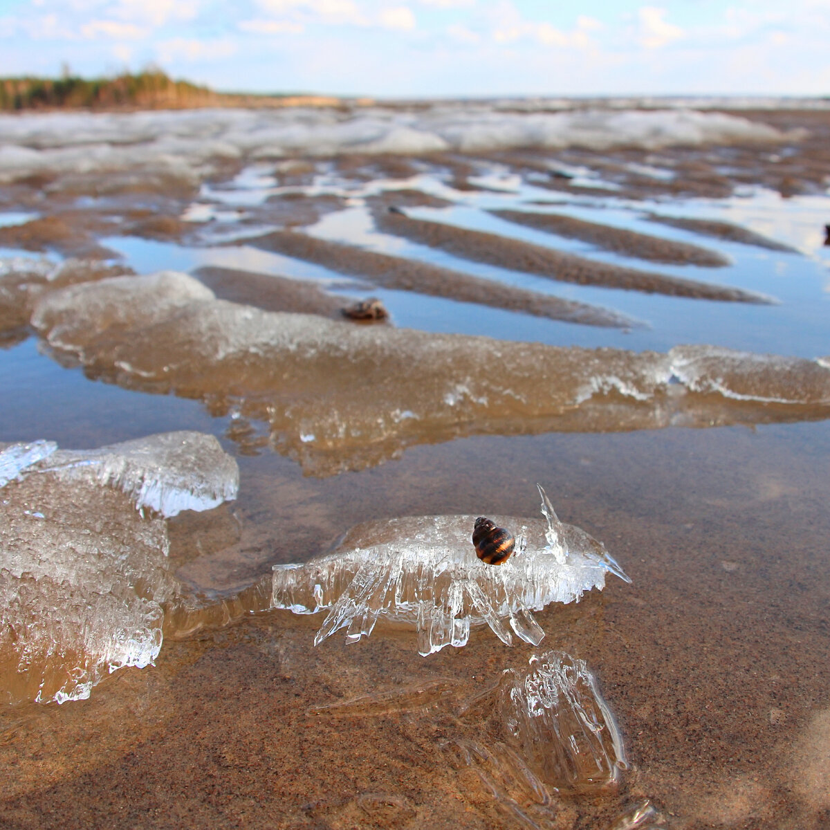 водохранилища сибири, обское водохранилище, остров елбань на обском водохранилище, уровень воды в обском водохранилище