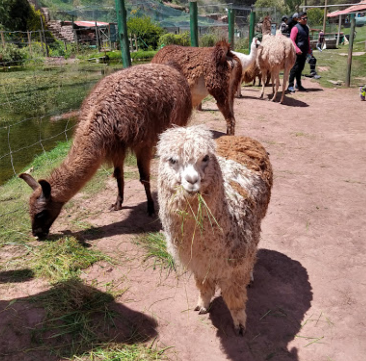 Ферма по разведению лам и альпак, фото из открытых источников