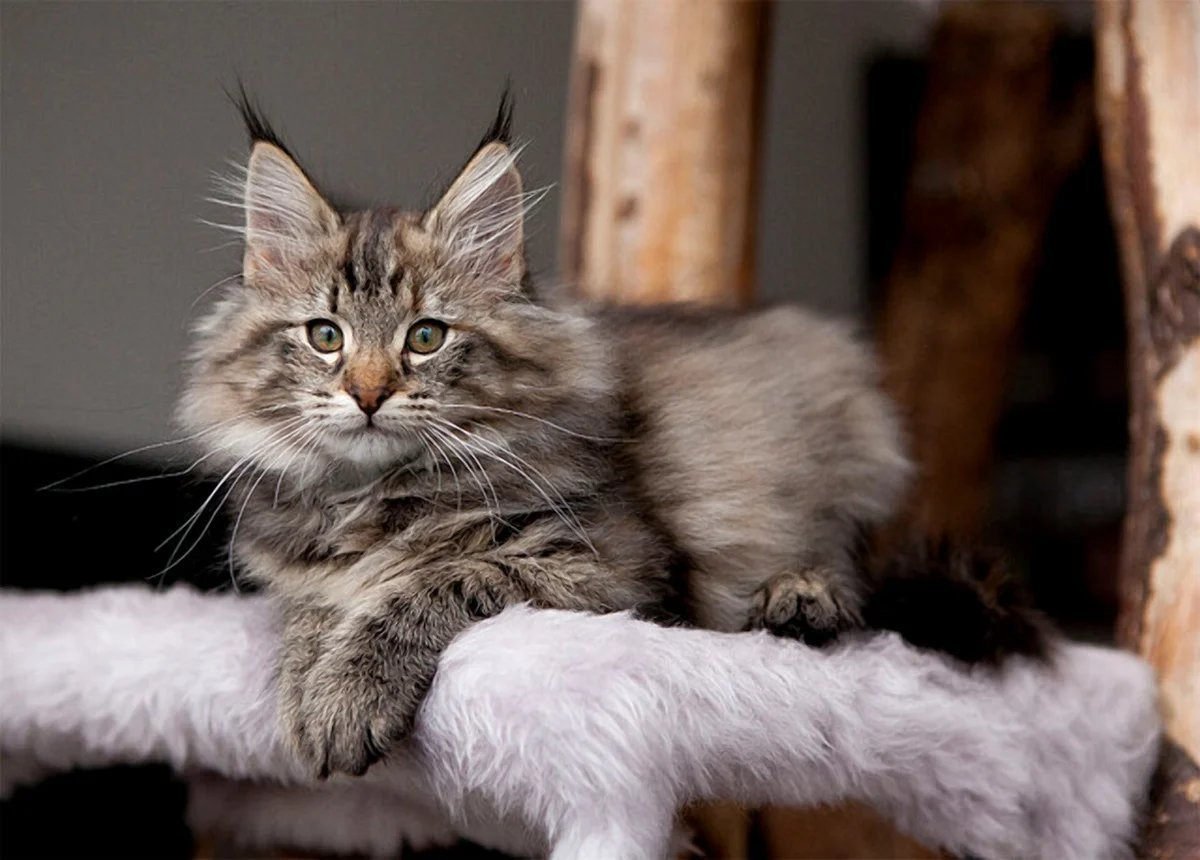Порода кошек 7. Норвежские Лесные котята. Норвежская Лесная кошка котята. Норвежская Лесная кошка короткошерстная. Норвежская длинношерстная Лесная кошка.