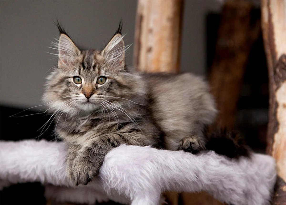 ТОП пород полосатых кошек Petshop Journal Дзен
