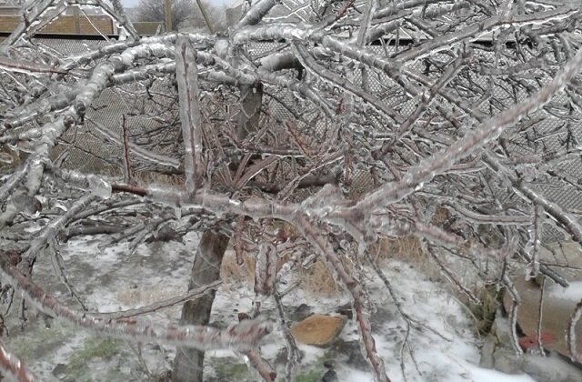    Толщина слоя льда, появившегося при гололеде, может достигать нескольких сантиметров. Когда диаметр отложений превышает 20 мм, то гололед считается сильным и представляет опасное явление погоды (ОЯ).Meteoinfo.ru