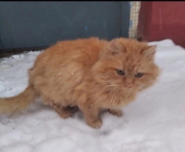 Рыжий, бездомный...