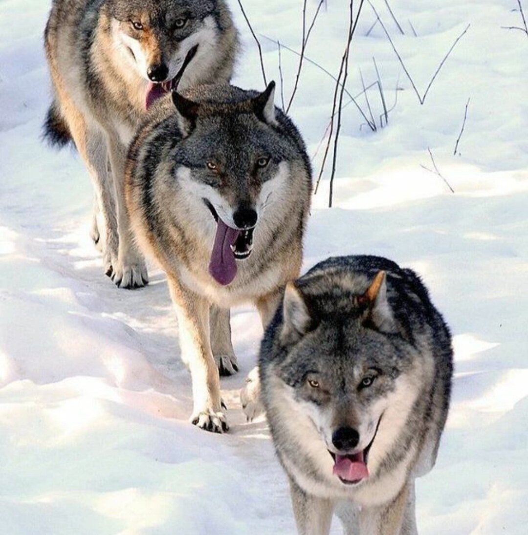 Хаски и волк. Хаски от волка. Размер волка и хаски. Собака хаски волк.